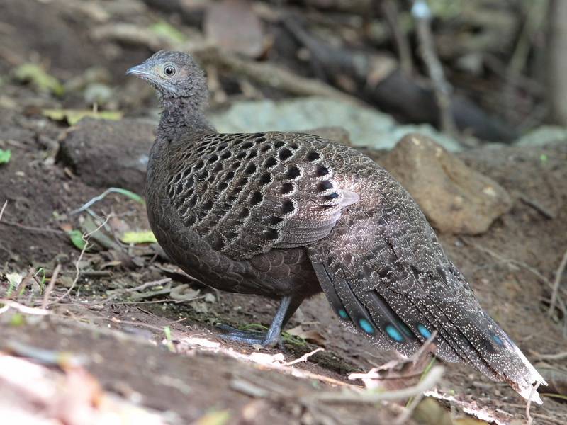 Grey_Peacock_Pheasant__68188.